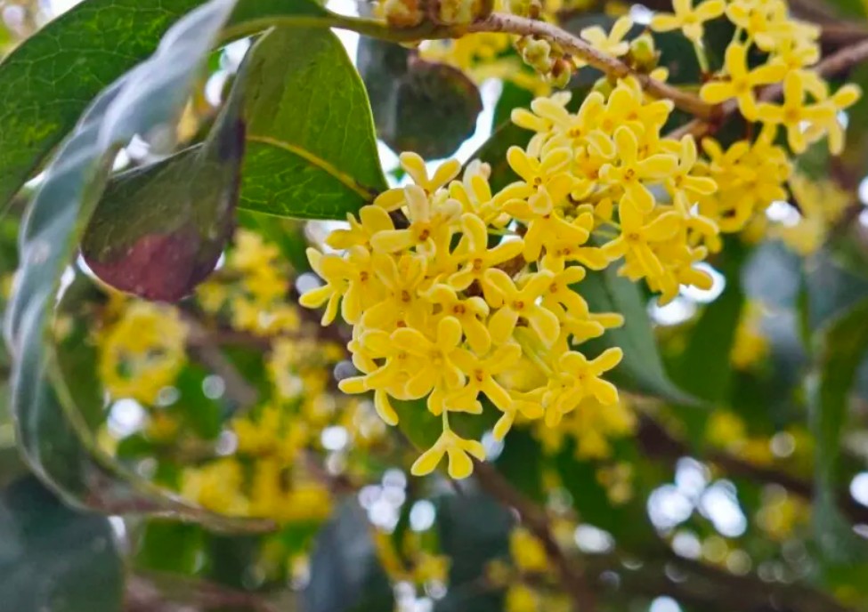 无锡的桂花开了，太香啦！这些地方可以打卡！